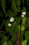 Mountain meadow-rue